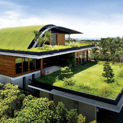 Green Roofing